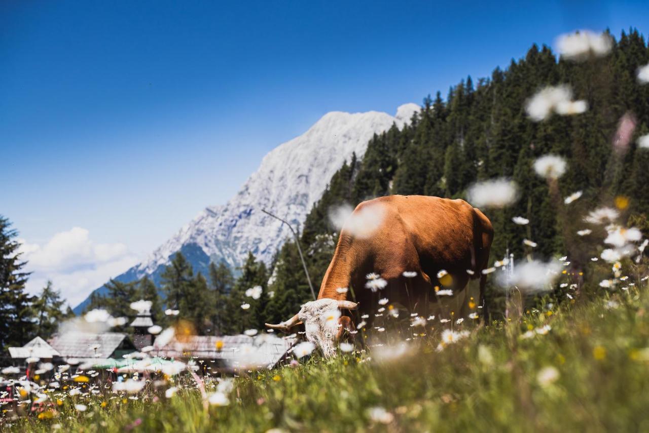 Apartments Zvoh, Krvavec, Ski-In, Ski-Out Cerklje na Gorenjskem Bagian luar foto